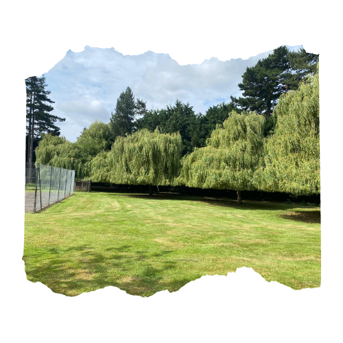 Lift Willow trees off the floor to a nice level