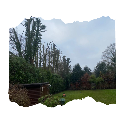 Seven lime trees cut back