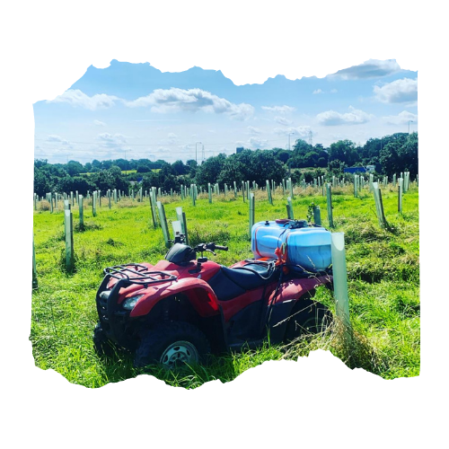 Spraying after tree planting