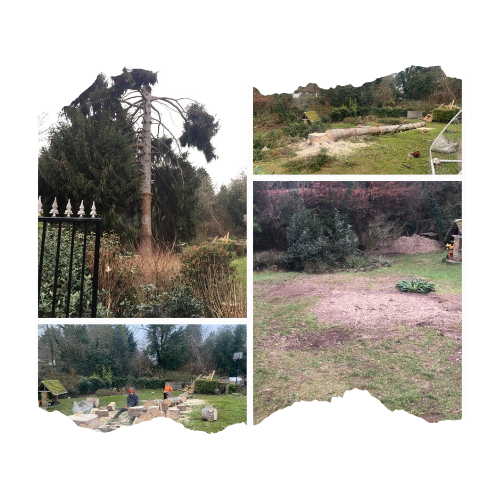 Fell Cedar tree and stump grind