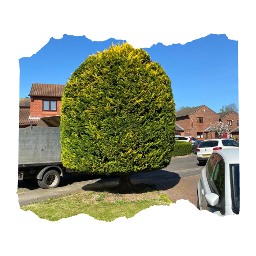 Trim up of a Leylandii